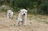 GOLDEN RETRIEVER 324